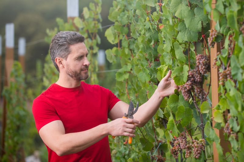Grape Vines on Arbors