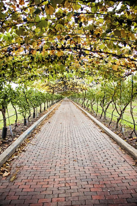 Seasonal Grape Arbor Installations