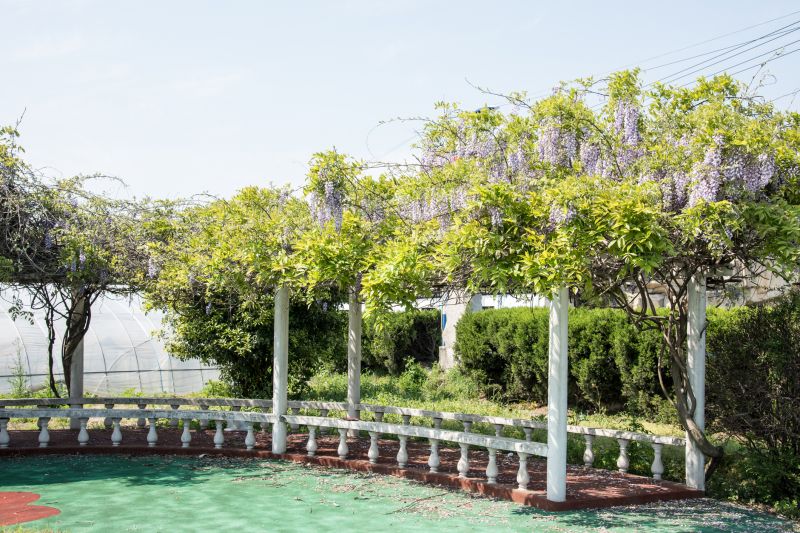 Products For Grape Arbor Installations in use