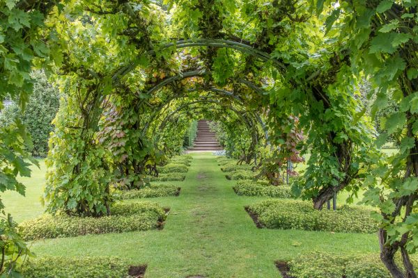 Grapevine Arch Installation